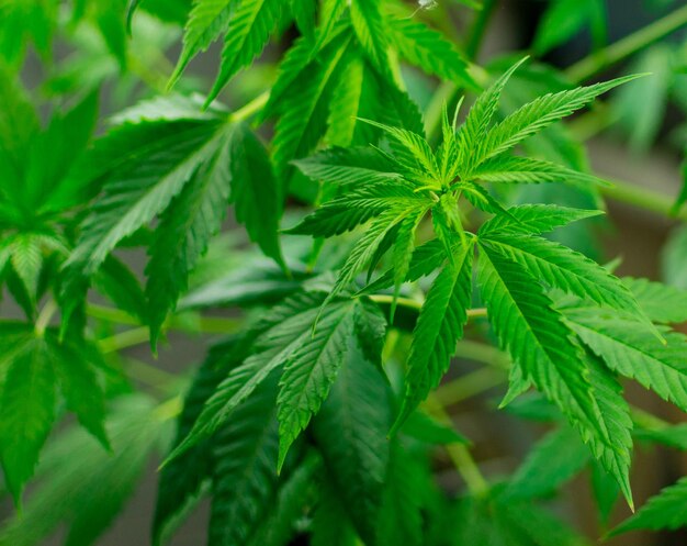 Le foglie crescono marijuana