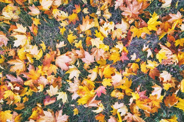 Le foglie d'acero colorate d'autunno sono stese a terra, sfondo autunnale fatto di foglie