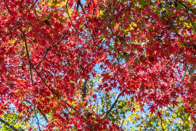 Le foglie d'acero rosse graduali nel parco