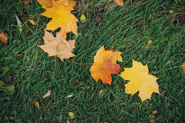 le foglie d'autunno cadono sull'erba