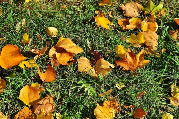 Le foglie d'autunno cadono