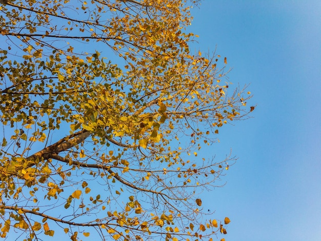 Le foglie degli alberi diventano gialle nella stagione autunnale con sfondo blu cielo