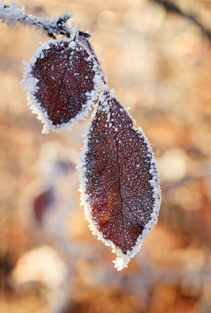 Le foglie degli alberi ricoperte da spessi fiocchi di neve.