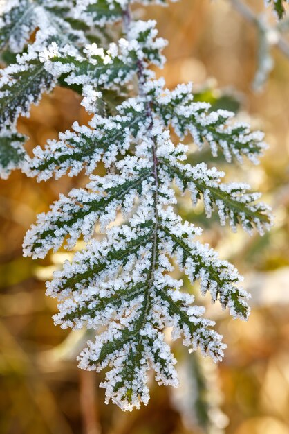 Le foglie degli alberi ricoperte da spessi fiocchi di neve.