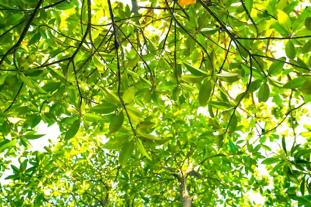 Le foglie degli alberi sono illuminate dalla luce.