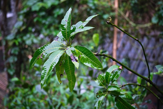 Le foglie del mango scintillano dopo una forte pioggia