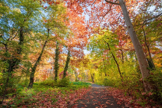 Le foglie del sentiero della foresta autunnale cadono nel paesaggio terrestre su sfondo autunnale. Natura colorata scenica