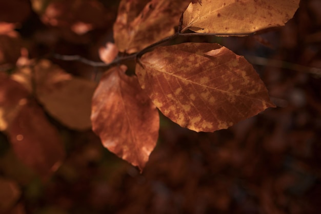 Le foglie della foresta autunnale cadono nel paesaggio terrestre su sfondo autunnale