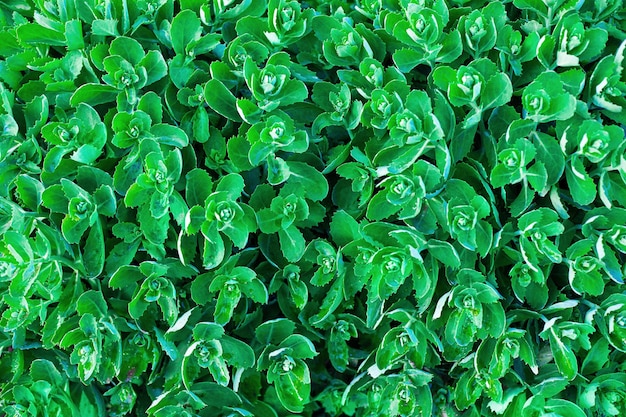 Le foglie delle piante orpine fanno lo sfondo verde. modello di fogliame verde. foglie di hylotelephium telephium. Sedum telephium fogliame vista dall'alto. focalizzazione morbida