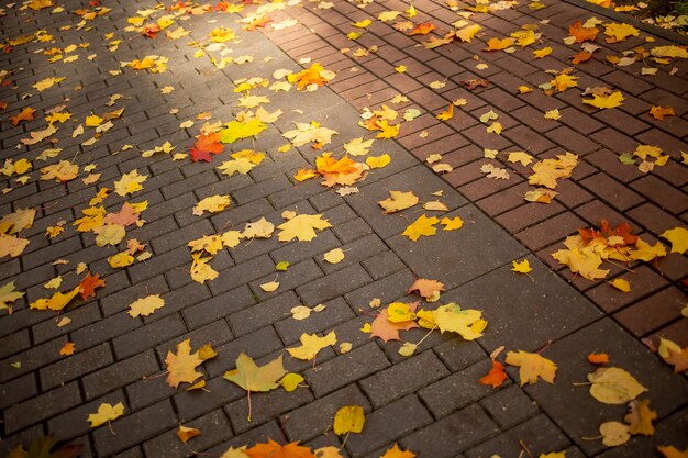 le foglie di acero gialle autunnali giacciono su una piastrella di un sentiero del parco in una giornata di sole del parco autunnale