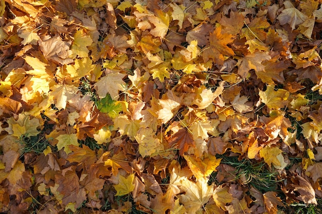 Le foglie di acero multicolori giacciono sull'erba vista dall'alto Autunno