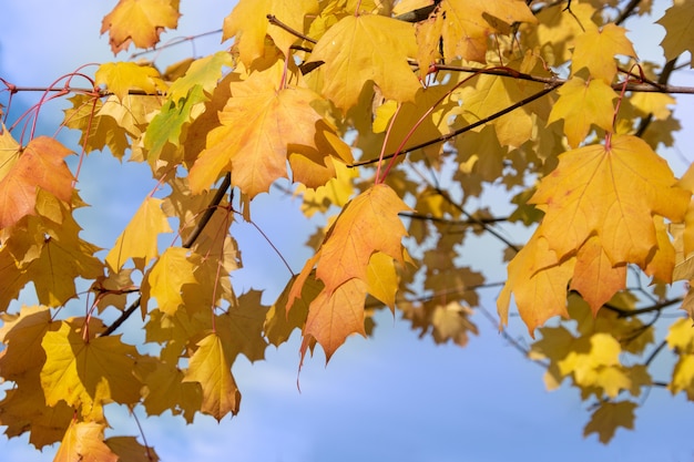 Le foglie di acero rosso cambiano colore e cadono dagli alberi a causa del cambiamento del tempo nella stagione autunnale