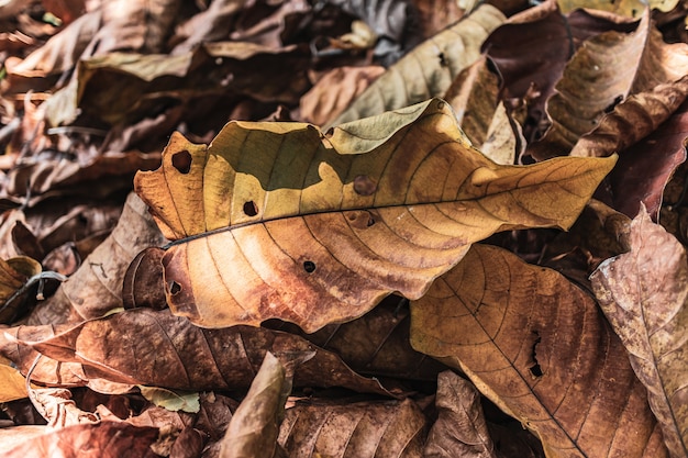 Le foglie di autunno asciutte che cadono e si accumulano sul pavimento