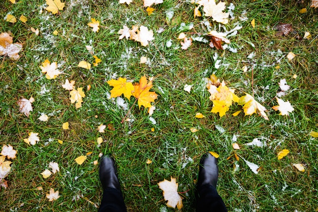 Le foglie di autunno gialle si trovano sull'erba verde.