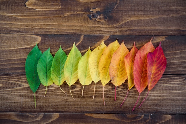 Le foglie di autunno presentate in una striscia passano dal verde al rosso su un fondo di legno
