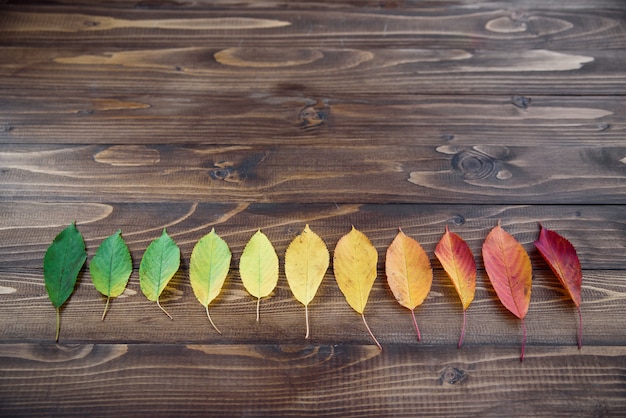 Le foglie di autunno presentate in una striscia passano dal verde al rosso su un fondo di legno