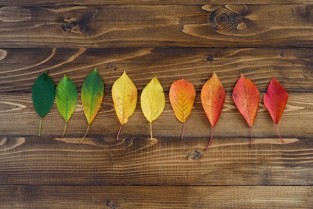 Le foglie di autunno presentate in una striscia passano dal verde al rosso su un fondo di legno