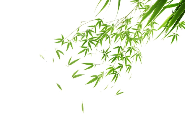 Le foglie di bambù verde sereno su uno sfondo bianco puro