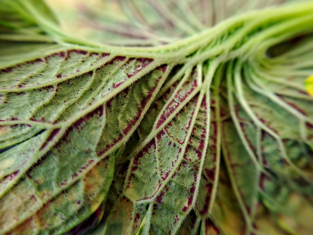 Le foglie di cavolo verza sono di colore verde brillante Chiudere la struttura in fibra organica rugosa adatta per lo sfondo della carta da parati