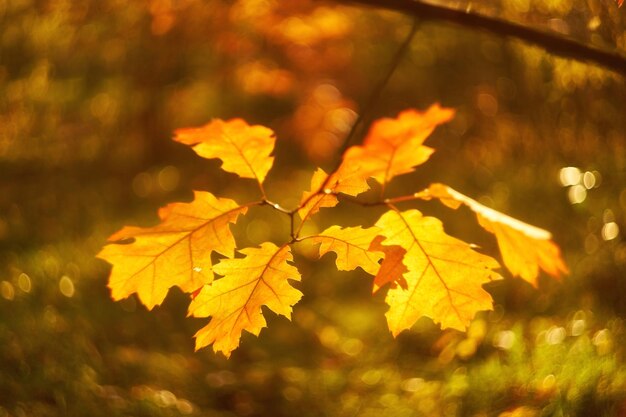 Le foglie di faggio autunnali decorano un bellissimo sfondo bokeh naturale