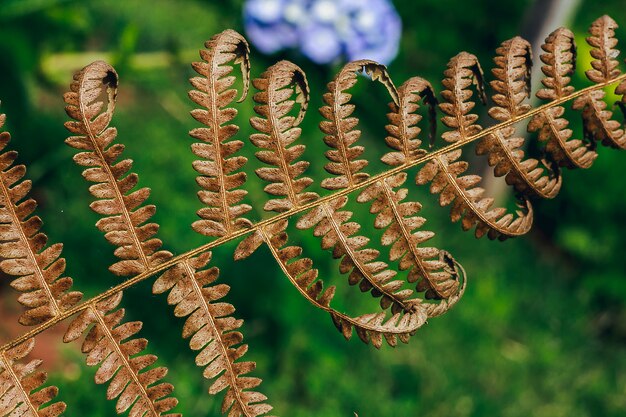 Le foglie di felce essiccate sono di natura marrone.