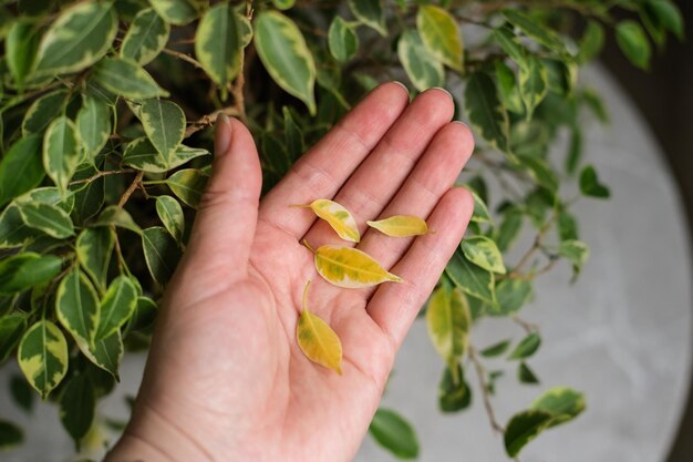 Le foglie di Ficus stanno diventando gialle Malattie di Ficus Pianta d'appartamento popolare Ficus