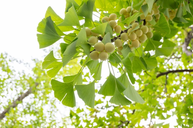 Le foglie di ginkgo con il seme verde sul ramo dell'albero di ginkdo alla luce del sole mattutino