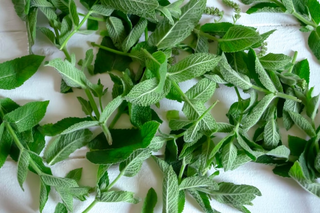 Le foglie di menta vengono raccolte per l'essiccazione Su un tavolo bianco ci sono rametti di menta fresca