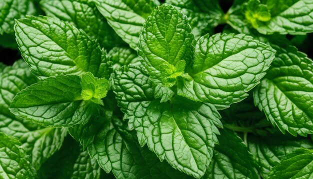 Le foglie di menta verde vibrante sono fresche e pronte per il piacere culinario