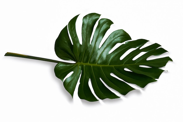 Le foglie di Monstera verde brillante giacciono su uno sfondo bianco con ombre nere