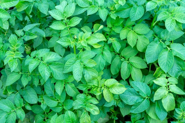 Le foglie di patate verdi vengono coltivate nel campo Agricoltura selettiva