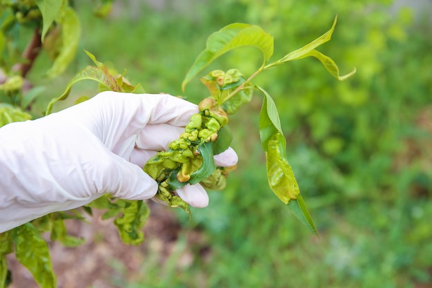 Le foglie di pesca sono colpite da funghi Concetto di malattie e parassiti sull'albero Foglie di pesca ricci