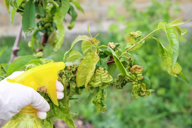 Le foglie di pesca sono colpite da funghi Foglie di pesca ricce Spruzzare il giardino da malattie e parassiti