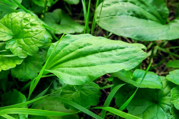 le foglie di piantaggine crescono sullo sfondo di foglie verdi ed erba. concetto di piante medicinali