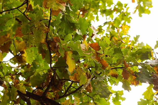 Le foglie di quercia sono colpite dai parassiti in autunno