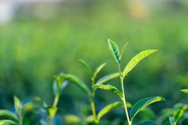 Le foglie di tè crescono nel mezzo della piantagione di tè