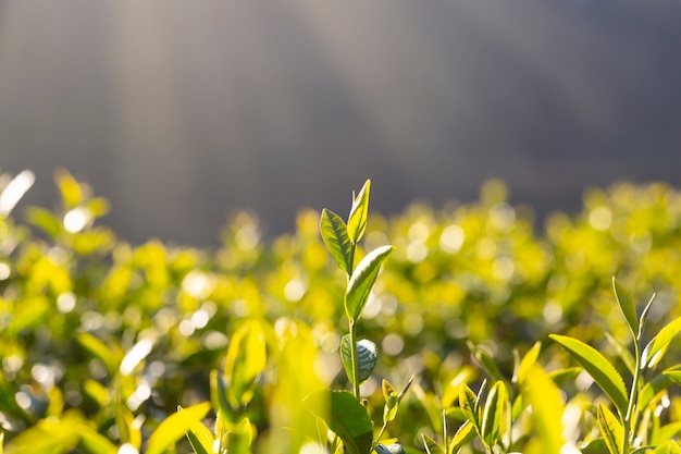 Le foglie di tè crescono sotto la luce del sole al mattino.