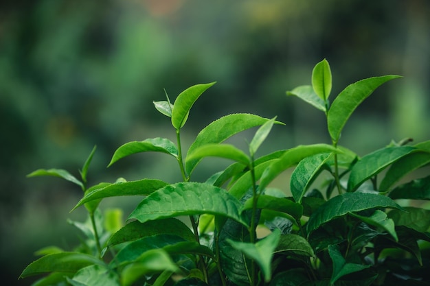 Le foglie di tè verde fresche germogliano in natura