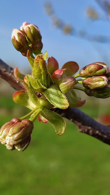 Le foglie di un albero iniziano a germogliare.