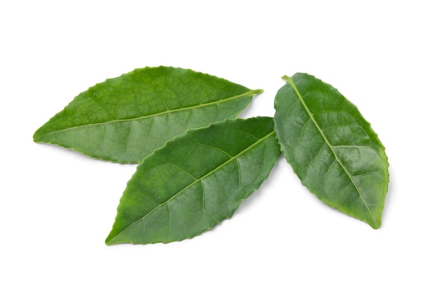 Le foglie fresche della pianta di tè verde Camellia sinensis isolate su sfondo bianco