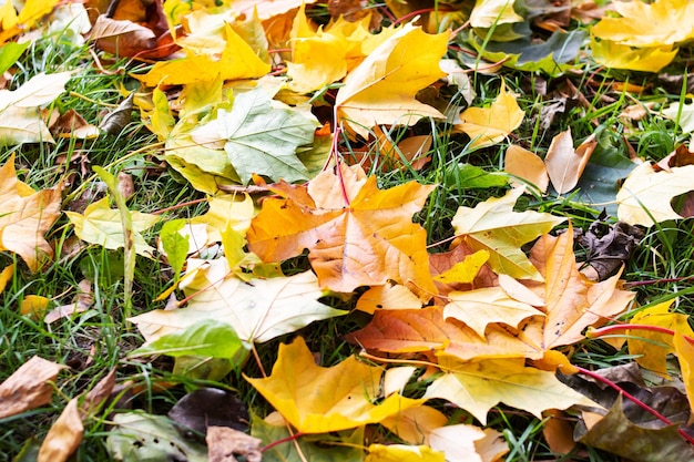 Le foglie gialle d'autunno giacciono per terra