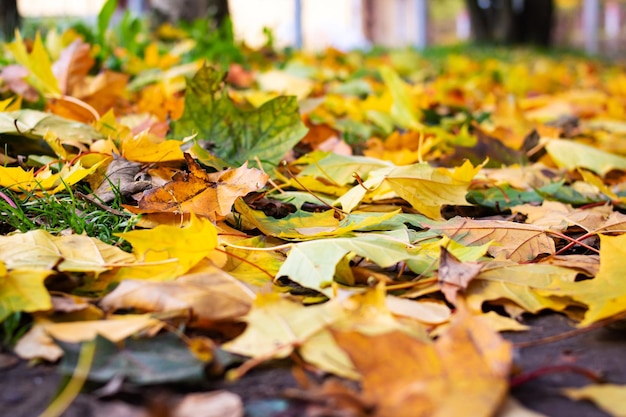 Le foglie gialle d'autunno giacciono per terra