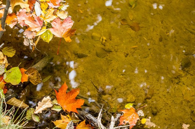 Le foglie gialle galleggiano nell'acqua Novembre Cambio di stagione