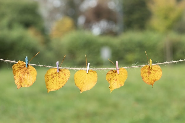 Le foglie gialle sono appese a una corda