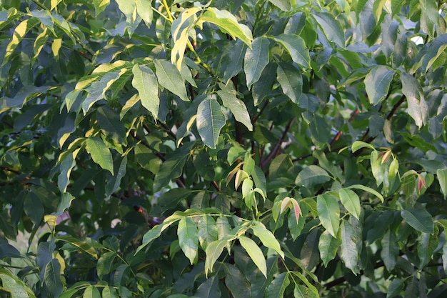 Le foglie giovani dell'albero di noce verde si chiudono su