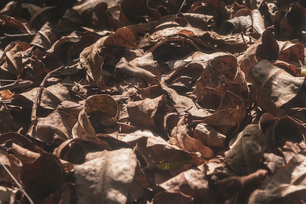 Le foglie marroni cadono nella foresta.