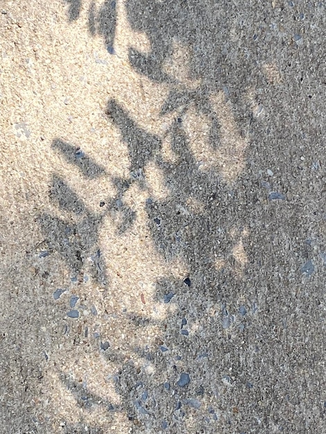 Le foglie ombreggiano lo sfondo sulla struttura del pavimento in legno lascia i rami degli alberi all'ombra con la luce del sole