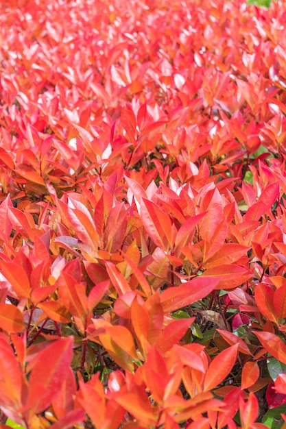 Le foglie rosse appena fiorite del bellissimo salvaschermo del cespuglio di Pieris giapponese