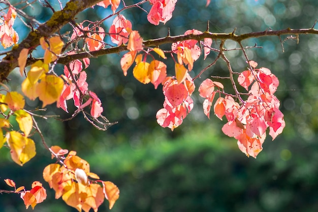 Le foglie rosse d'autunno brillano al sole