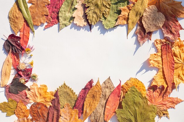 Le foglie secche di diversi alberi sono incorniciate su uno sfondo bianco. Giallo, rosso, verde